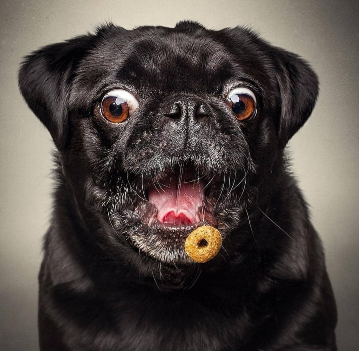 Прикольные собаки