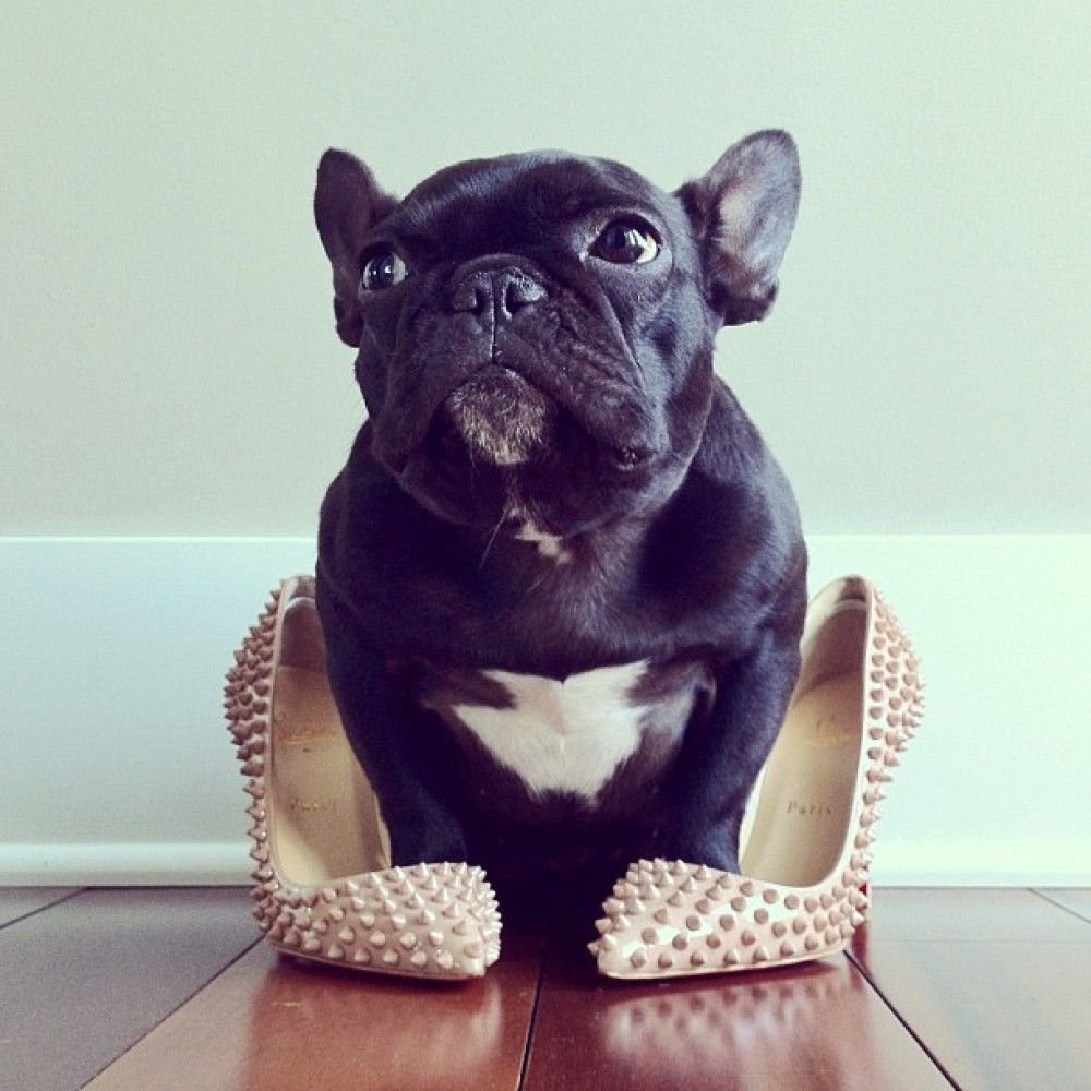 Французский бульдог приколы