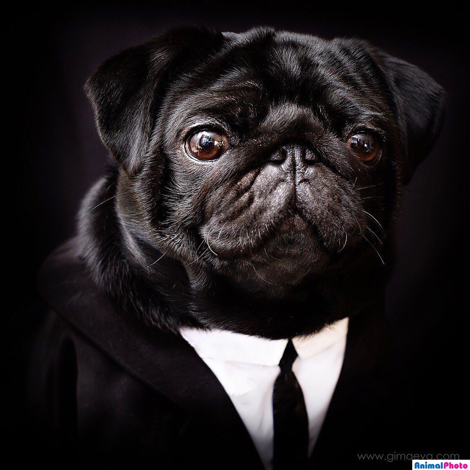 Мопс черный