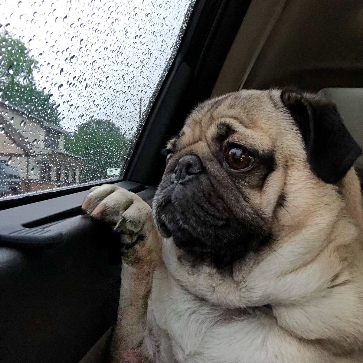 Грустный Мопс