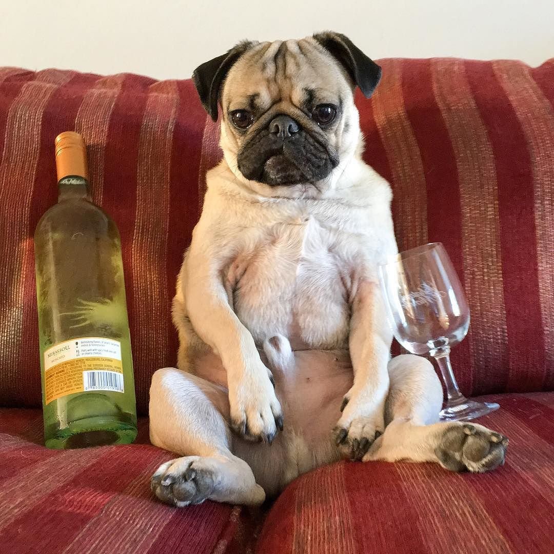 Уставший Мопс