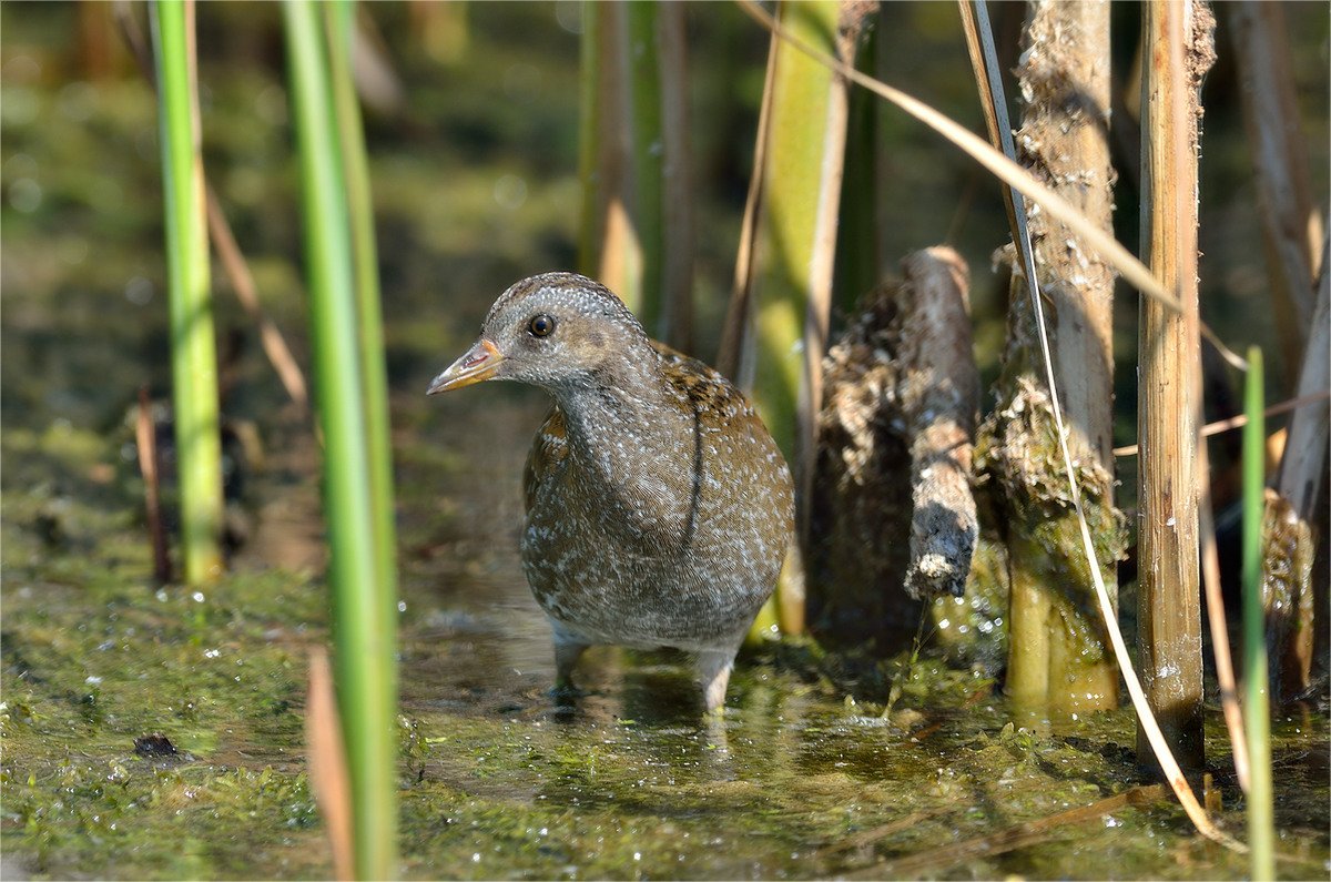 Белогрудый погоныш птенец