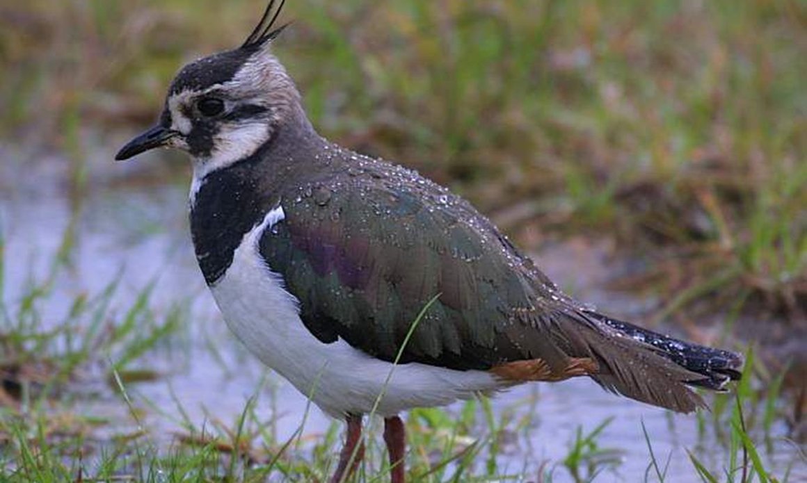 Венценосный Чибис