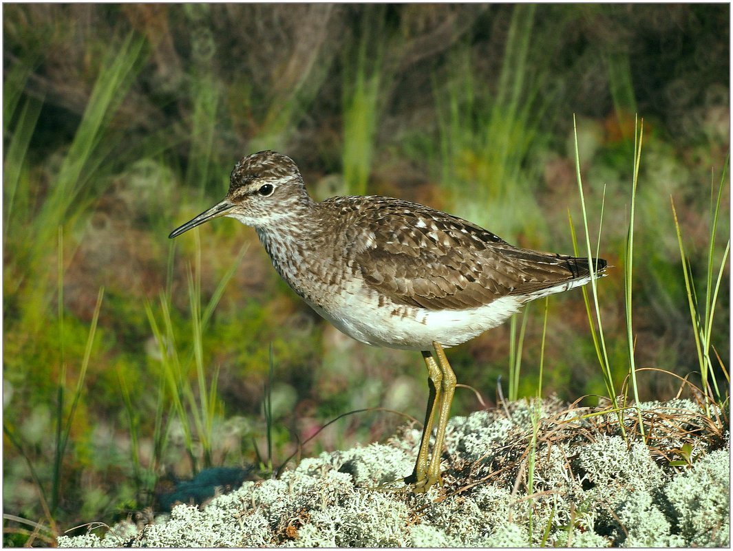 Болотная птичка Кулик