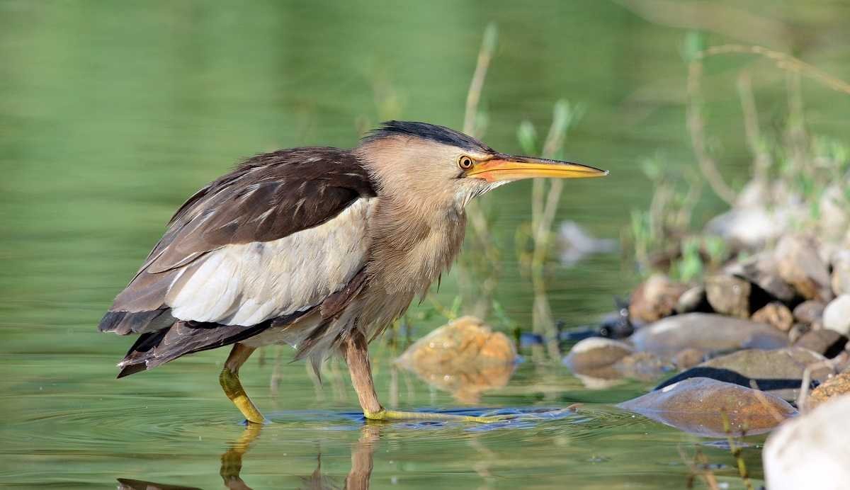 Выпь малая (Ixobrychus minutus)