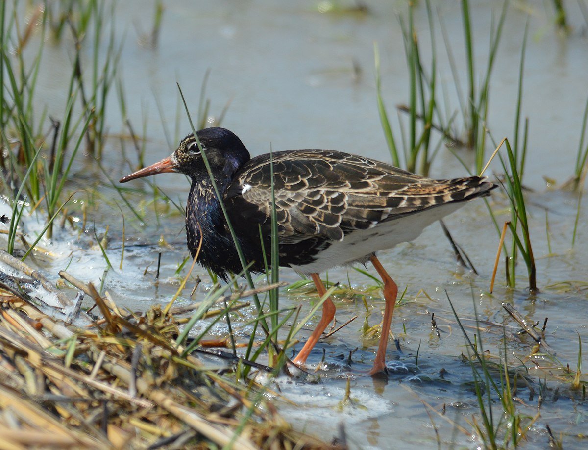 Птицы семейства бекасовых