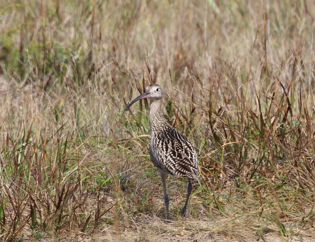 Болотная птица кроншнеп