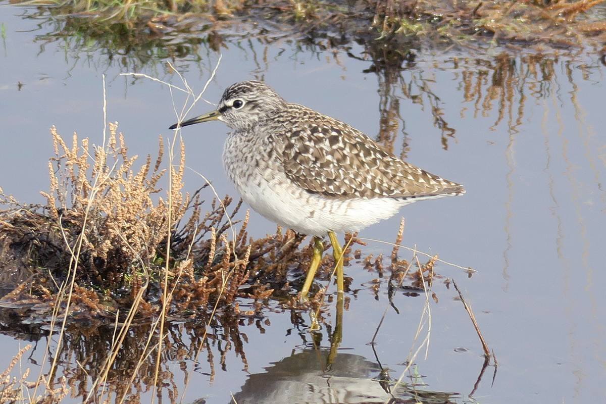 Болотная птица Фифи