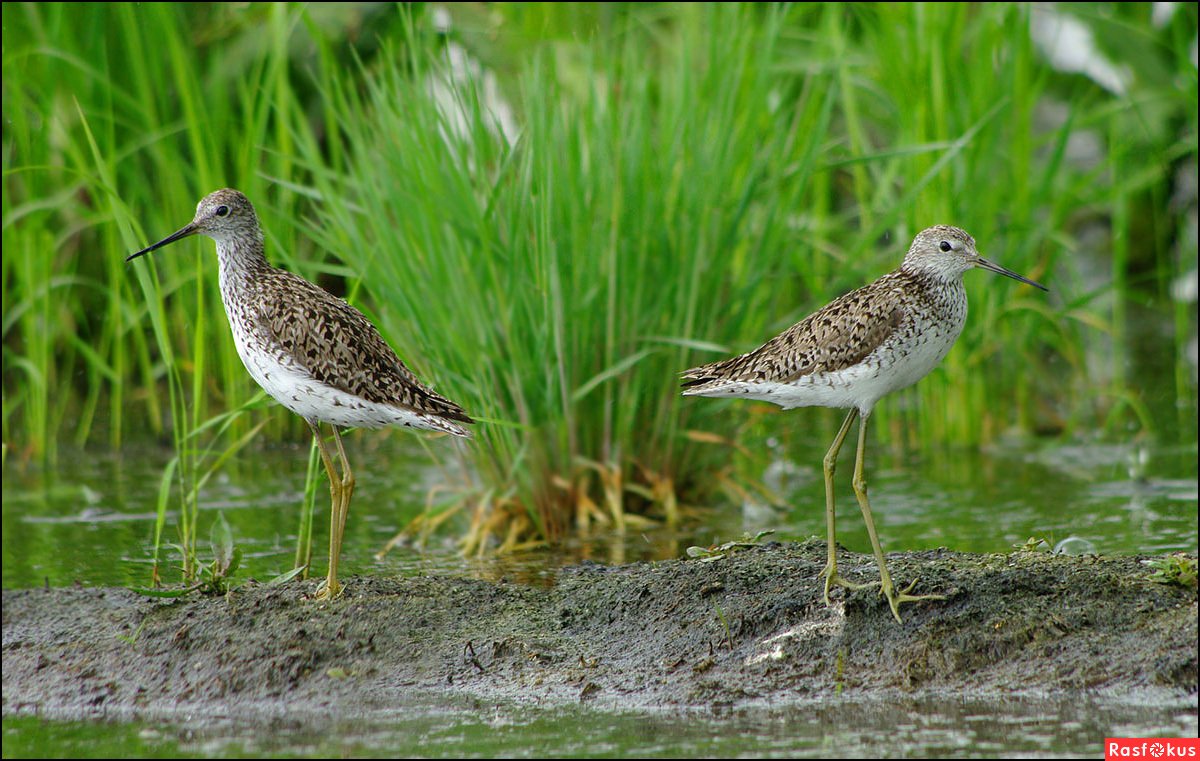 Болотный Кулик Карелии