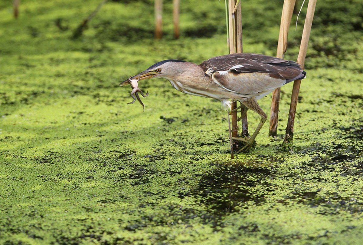 Выпь Болотная