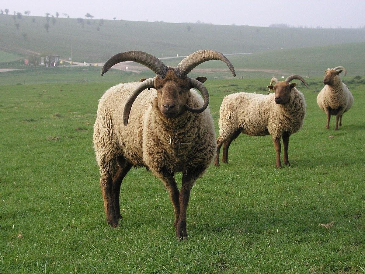 Manx Loaghtan