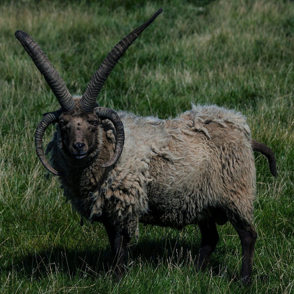 Мэнский лохтан овцы