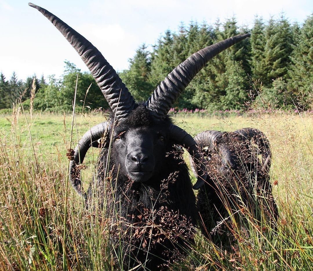 Овца Святого Якова