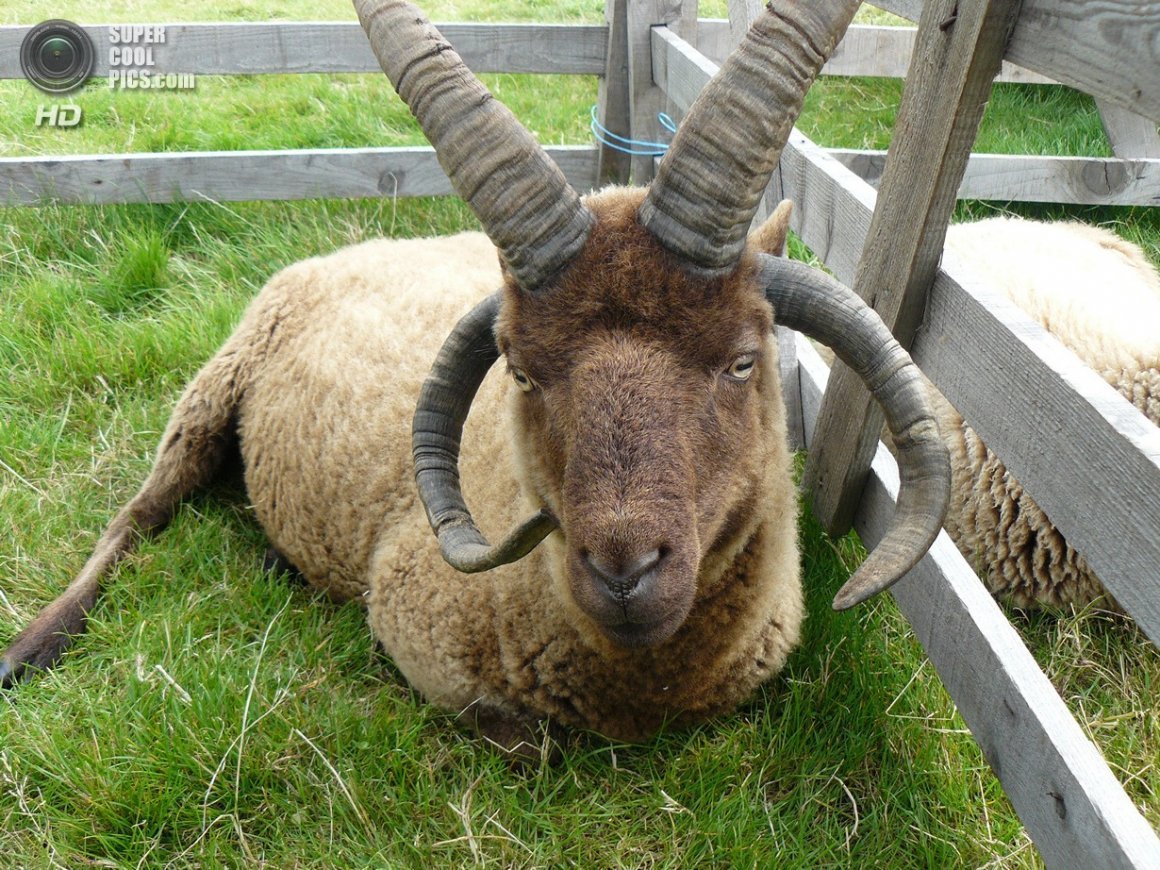 Мэнский лохтан овцы