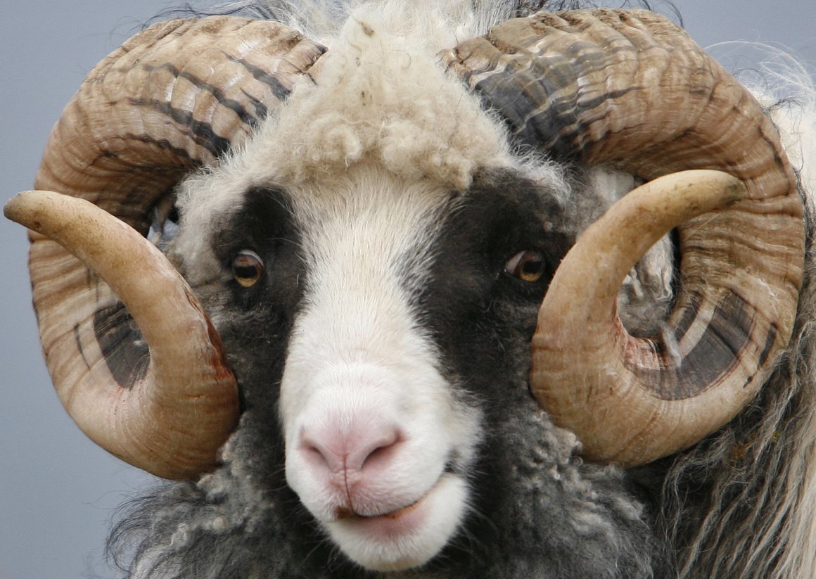 Рога барана