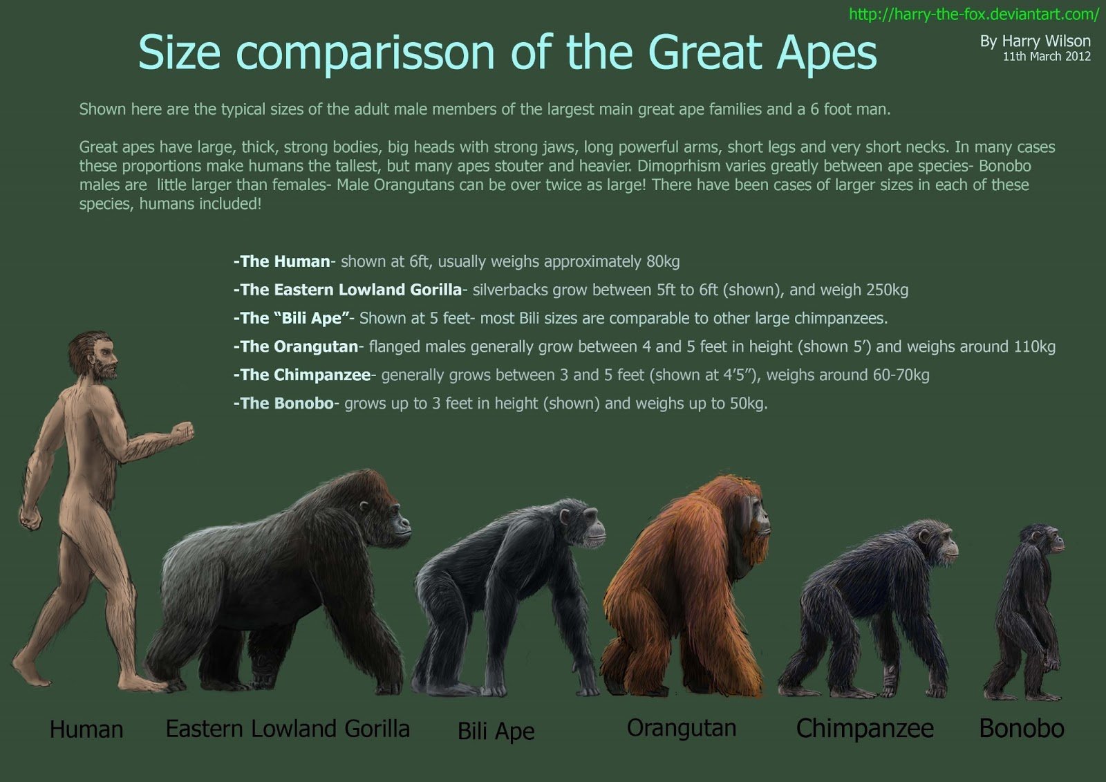 Animals more human. Человекообразные обезьяны. Горилла и человек. Горилла Размеры. Сравнение размеров человека и обезьян.