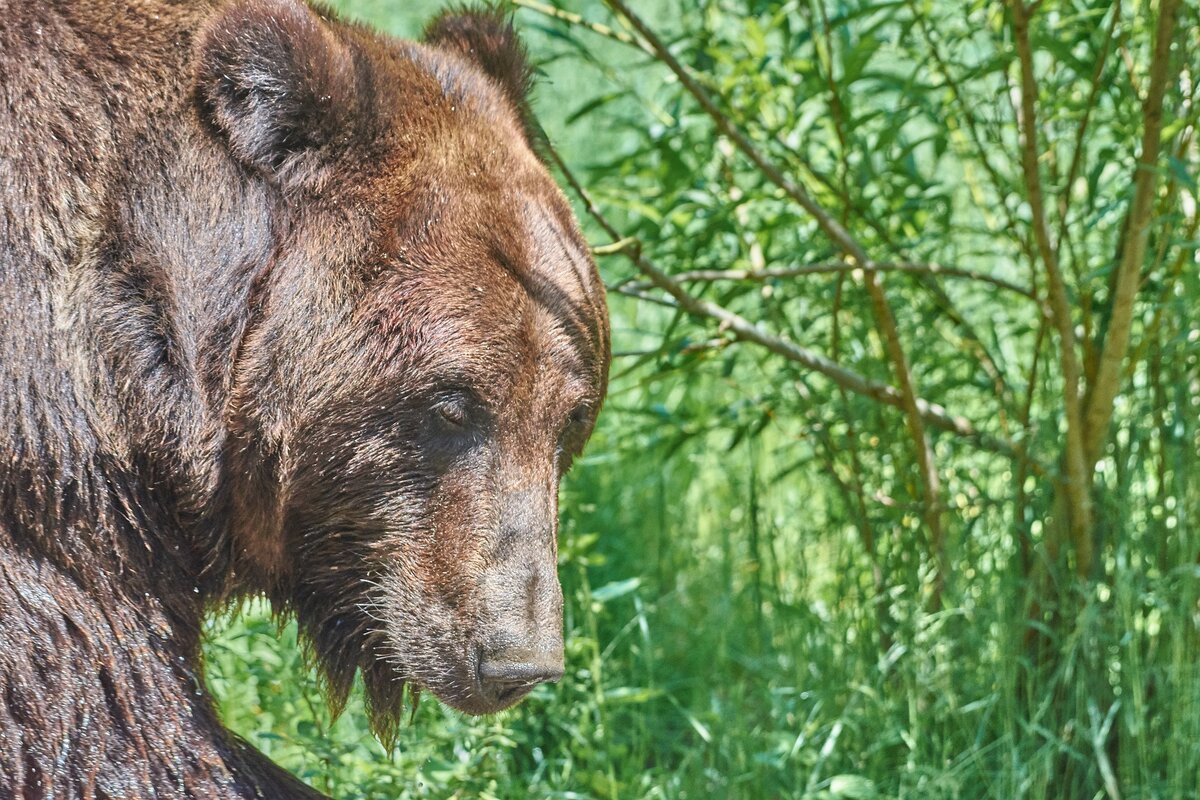 Медведь линяет
