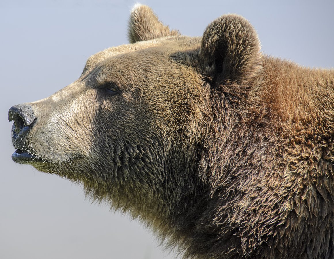 Медведь Гризли сбоку