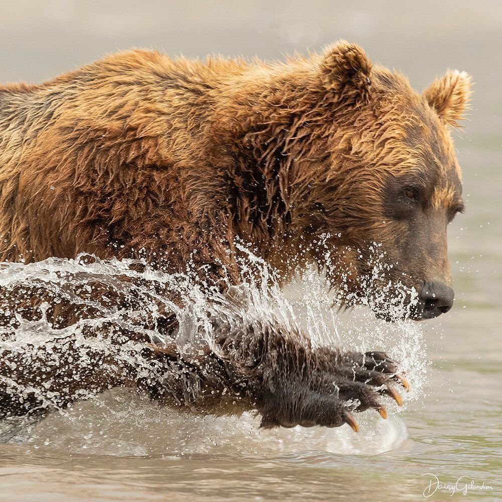 Беар медведь