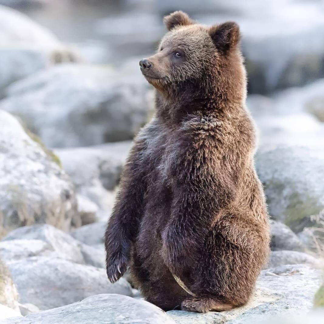 Медведь серый