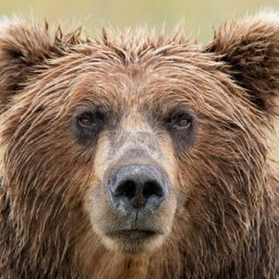 Гризли раскачивает головой