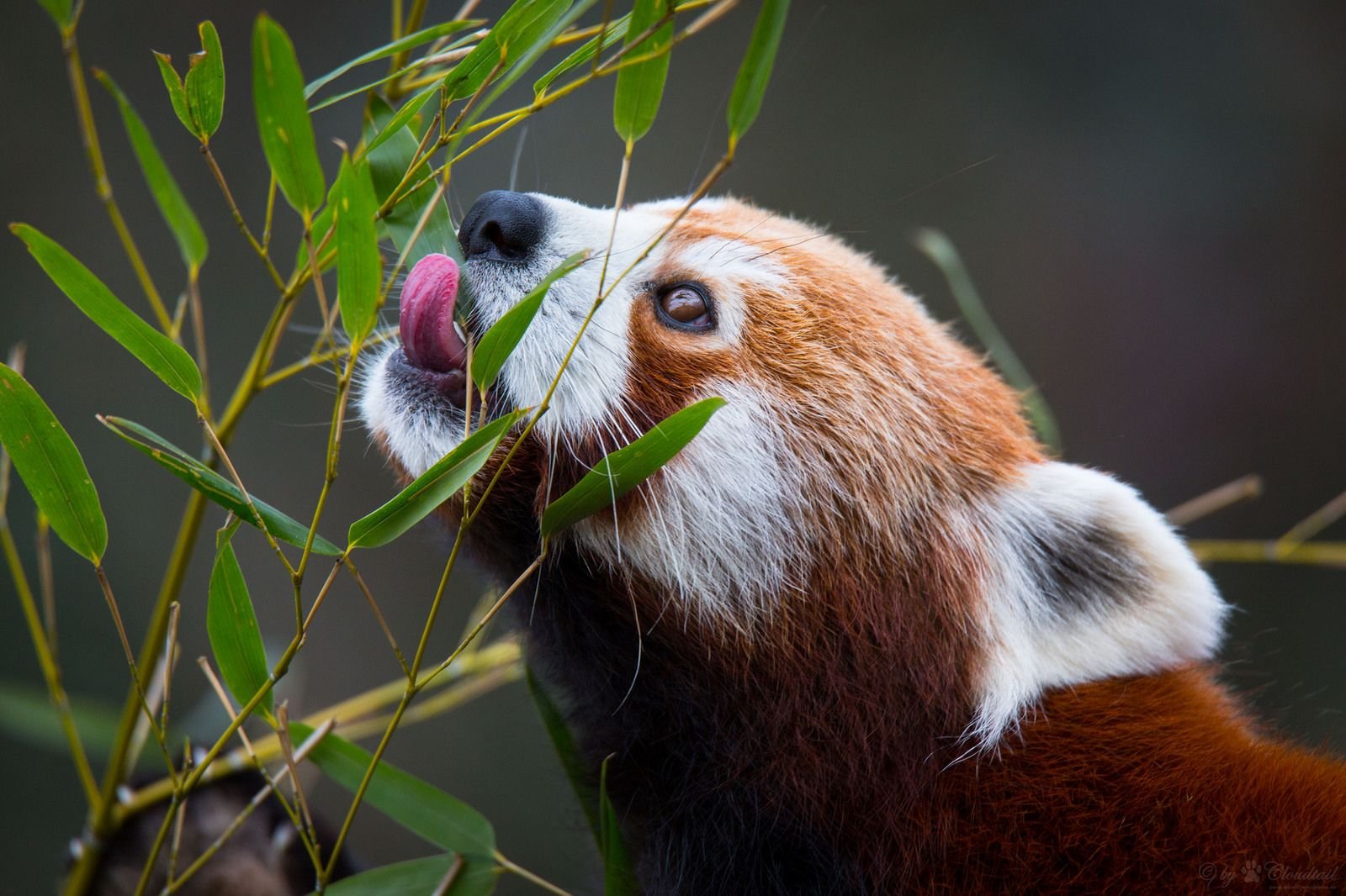 Малая панда чем питается. Красная Панда с бамбуком. Красная Панда питается. Панда Роукс. Красная Панда Шифу.