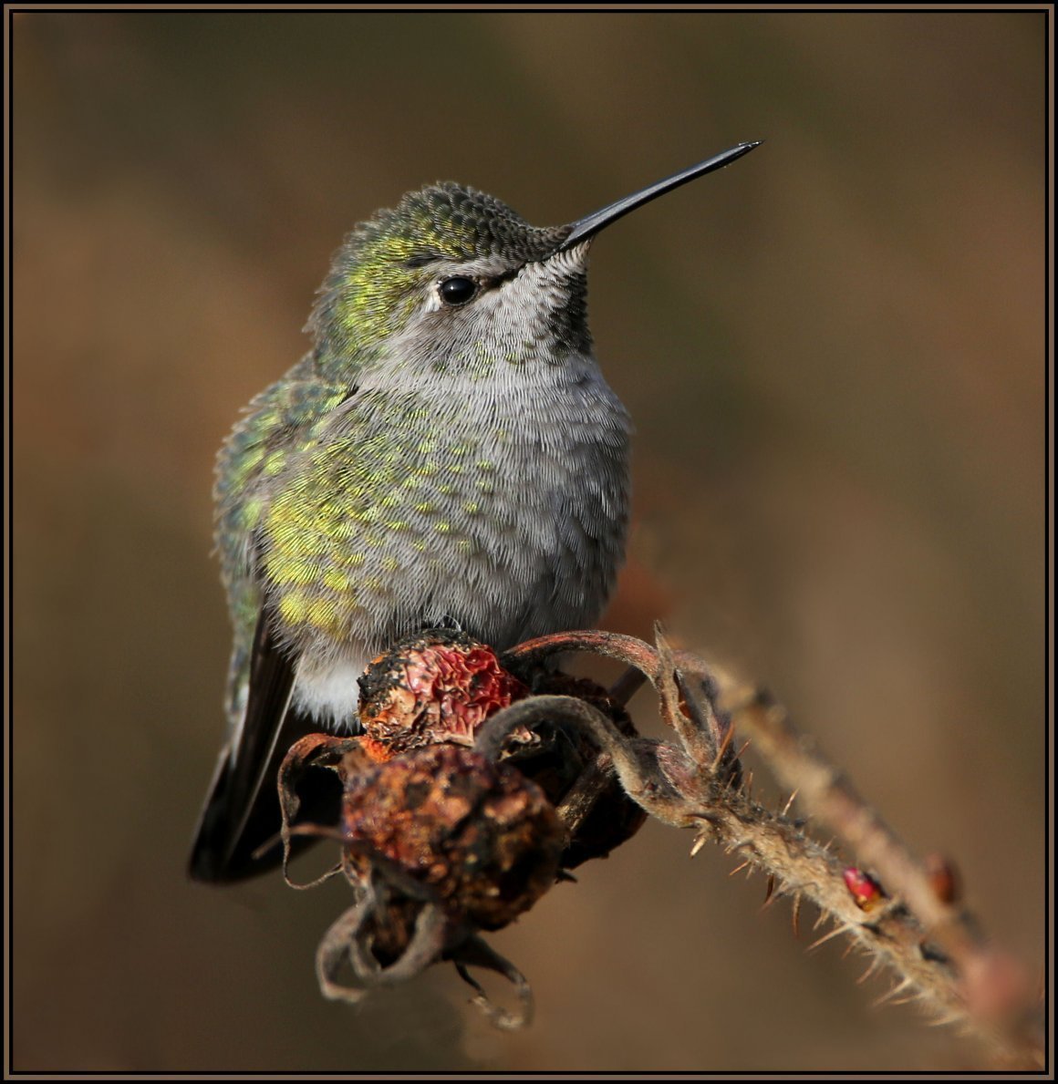 Птичка Колибри серая