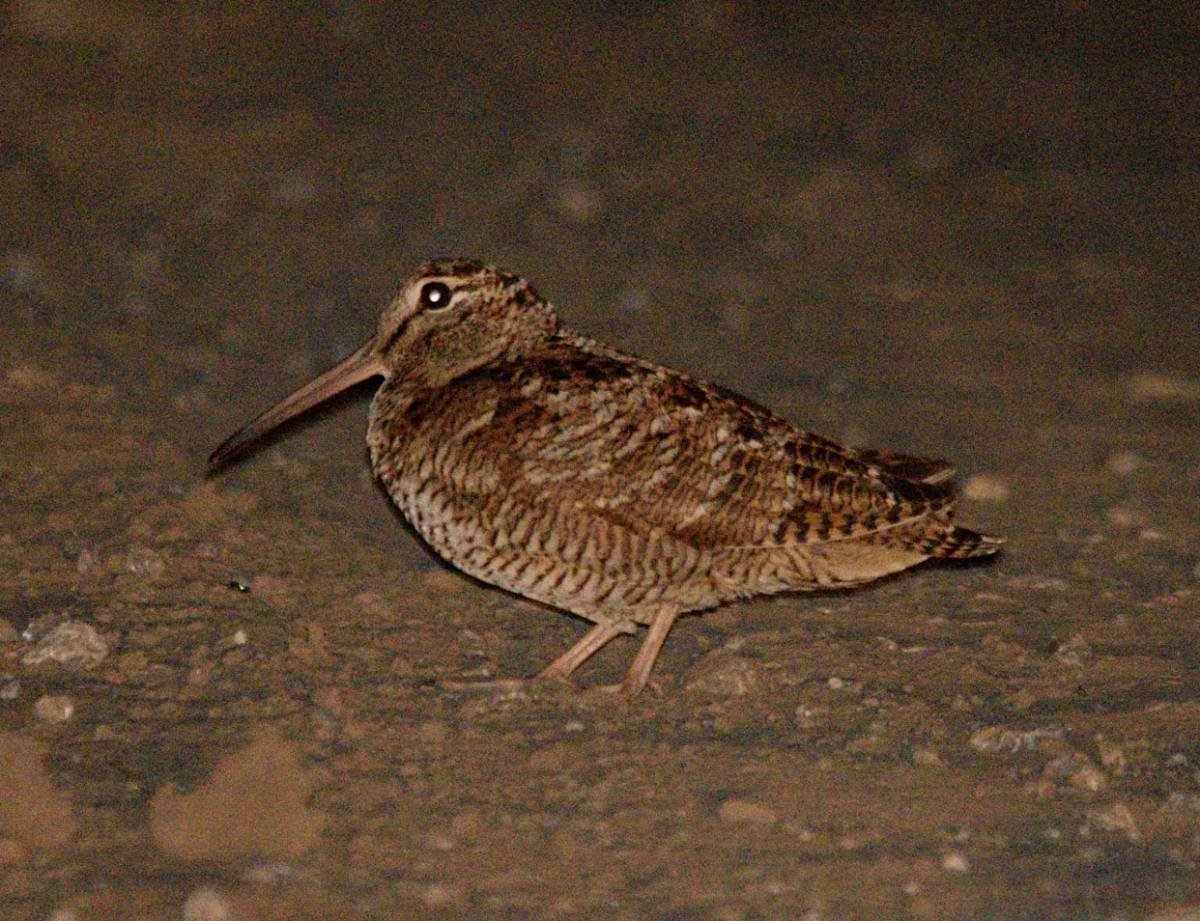 Серый вальдшнеп