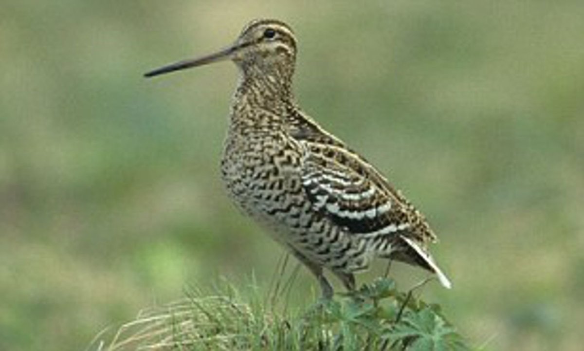 Горный Кулик