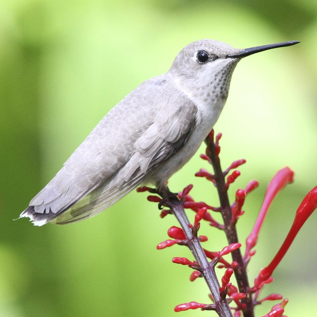 Бражник Крымский Колибри