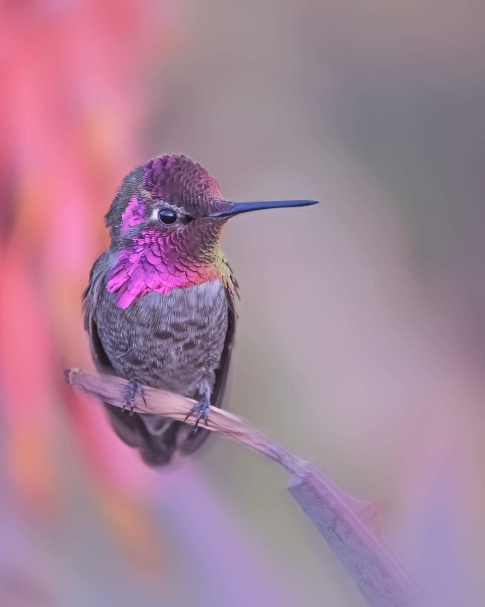 Окрас Колибри