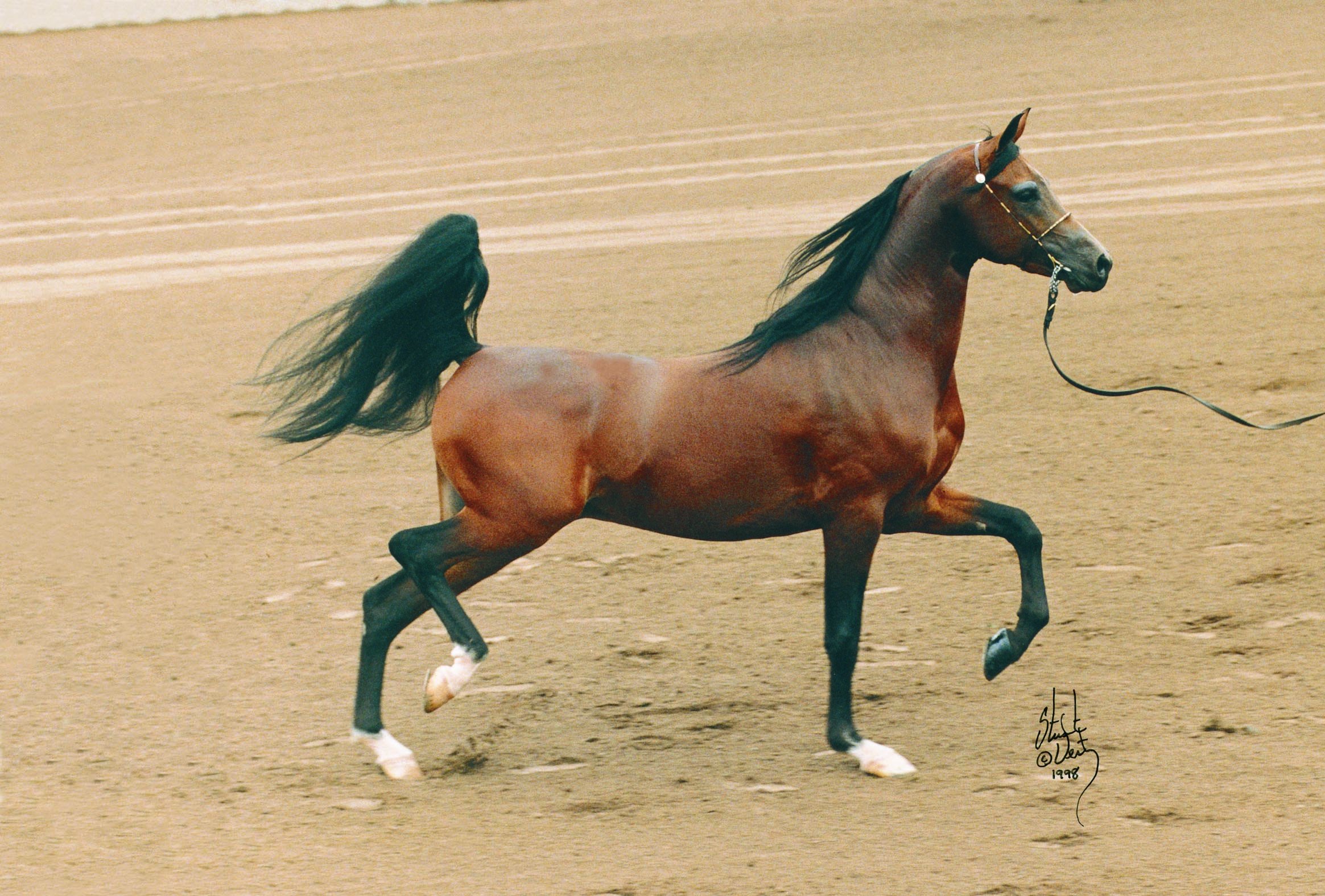 Хорс видео. Арабская лошадь. Арабская лошадь Рысь. Всадник на арабском скакуне. Арабская лошадь со всадником.