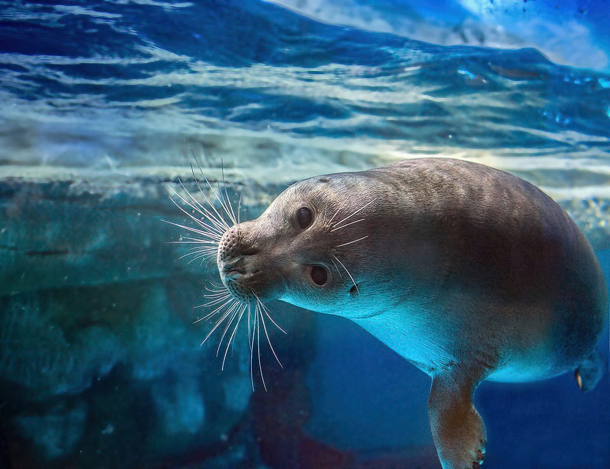Байкальская Нерпа в воде
