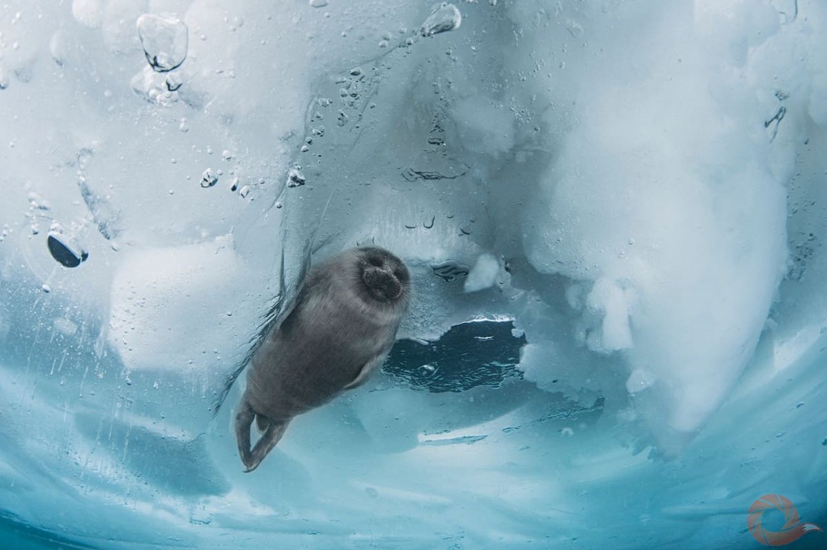 Нерпа подо льдом Байкала