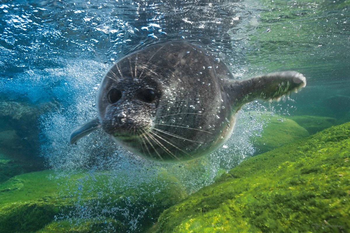 Байкальская Нерпа ныряет