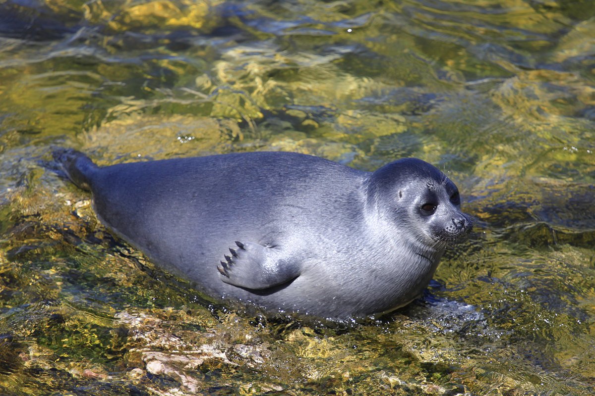 Байкальская Нерпа