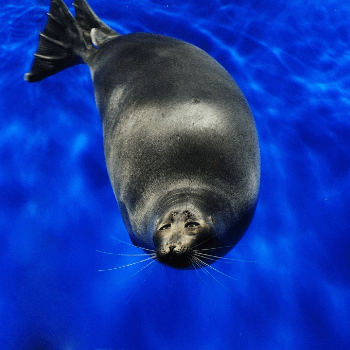 Листвянка Байкальский музей Нерпа