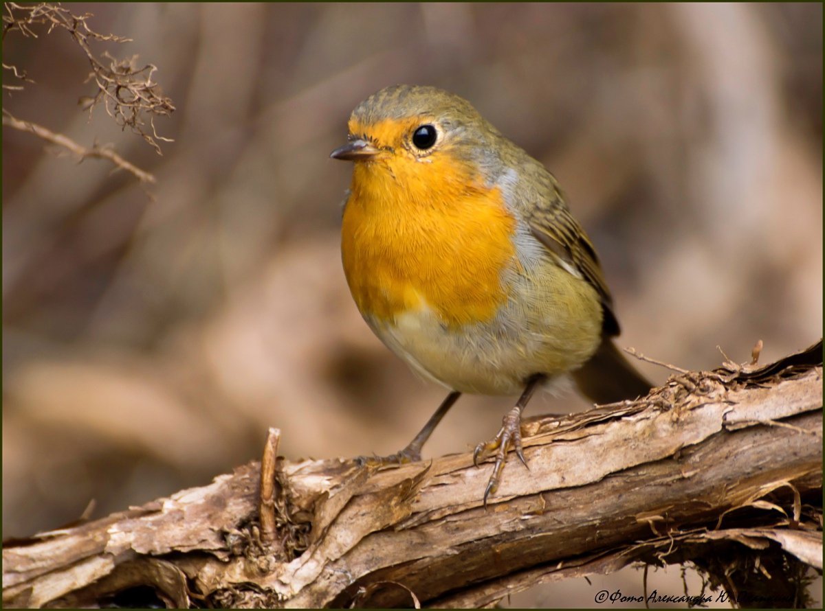 Желтогрудый Воробей