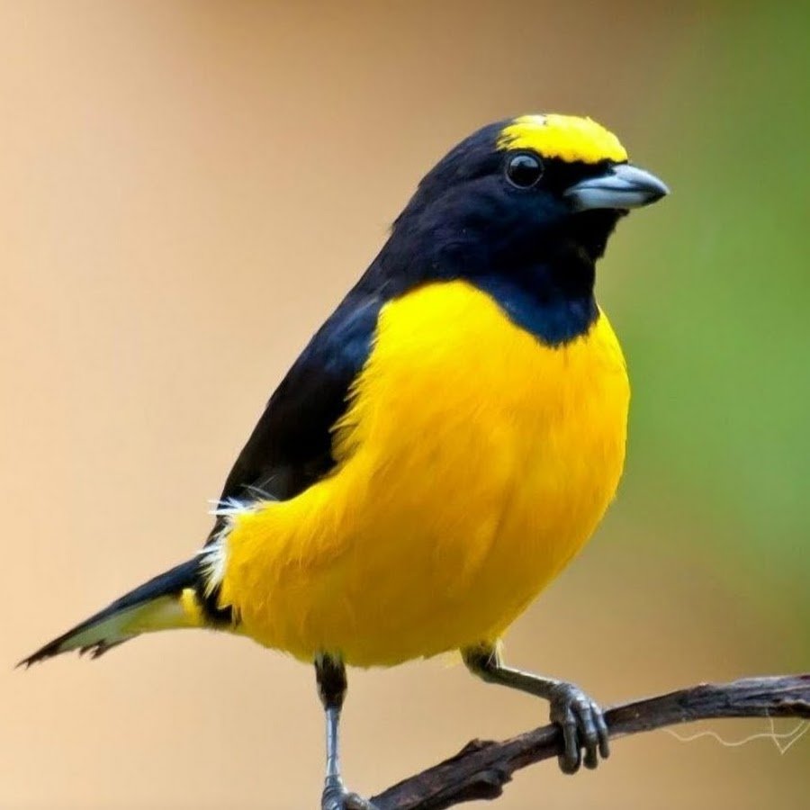 Фиолетово желтая птица