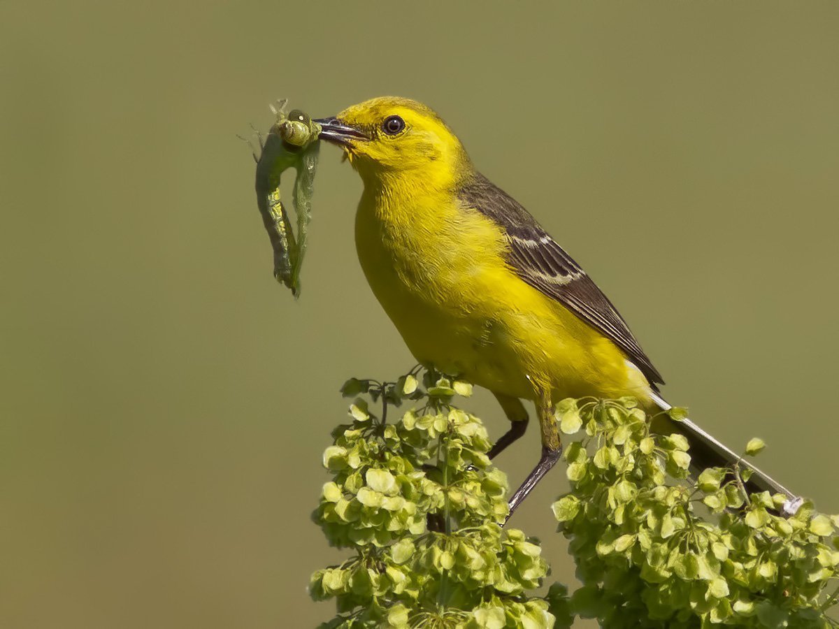 Желтолобая трясогузка