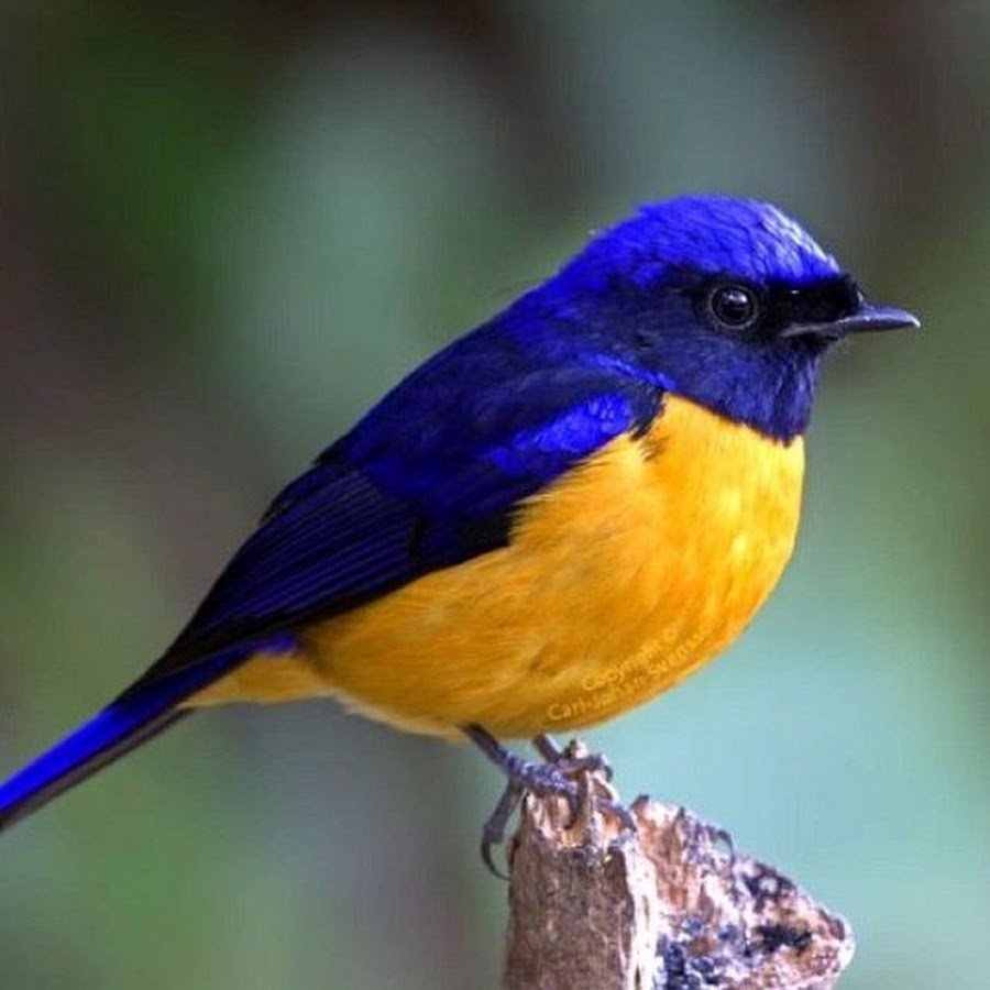 Желто голубая птица