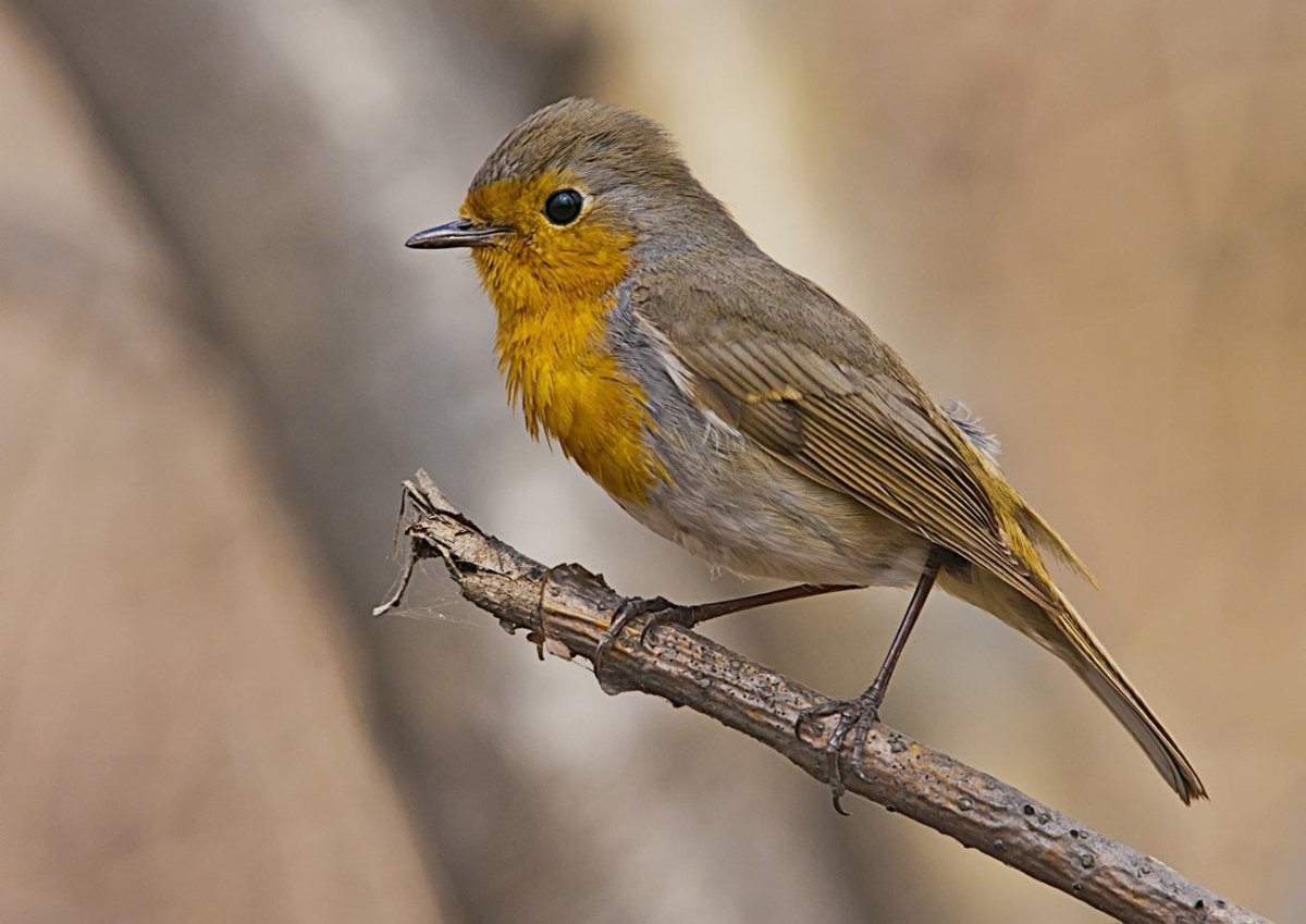 Зарянка птица