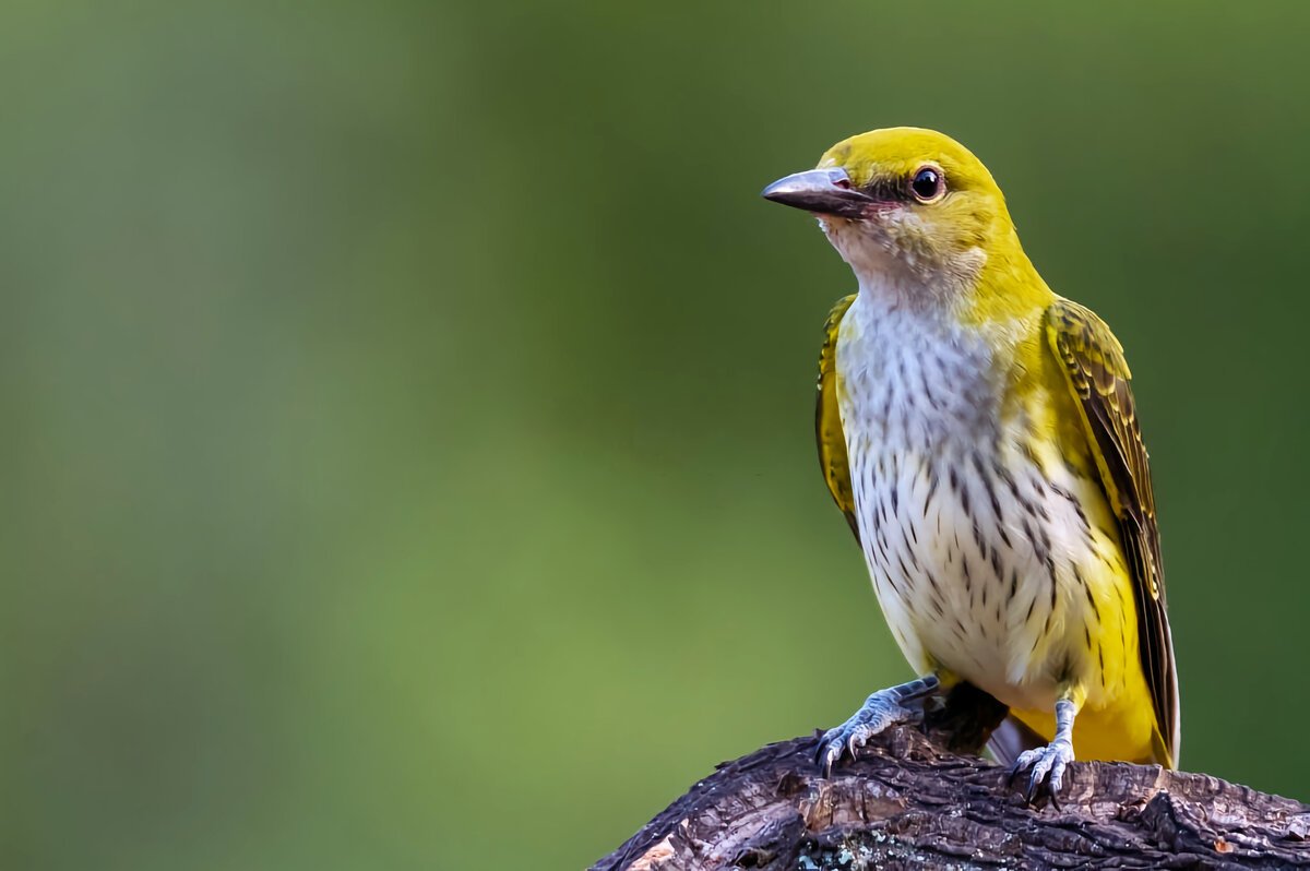 Фото птица Лимонка Саратовская область 2022 год