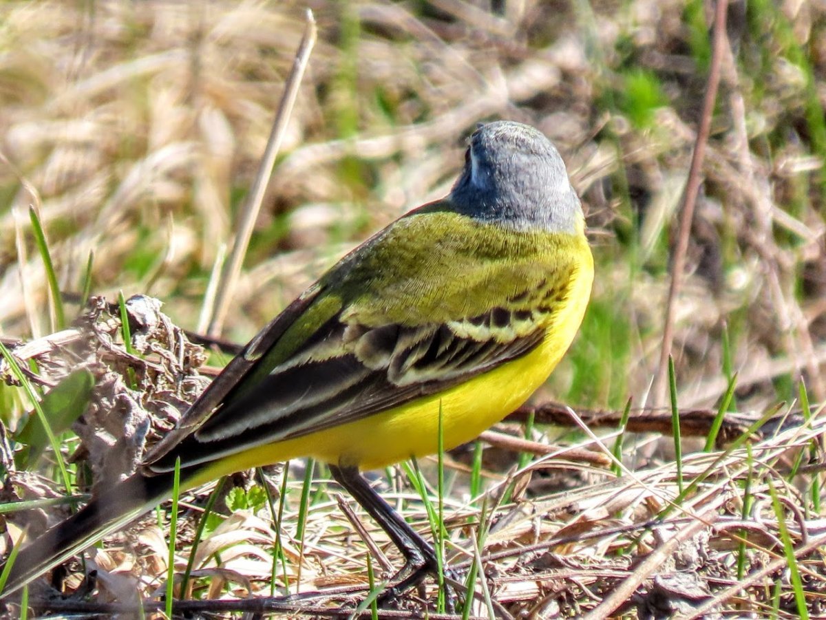 Птица с желтым пузом