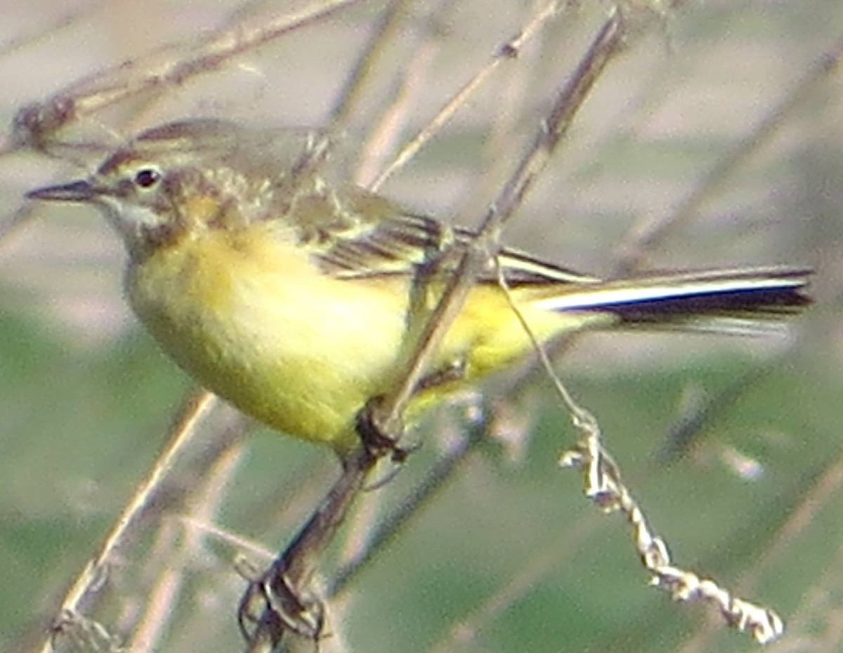 Желтые птицы Алтайского края