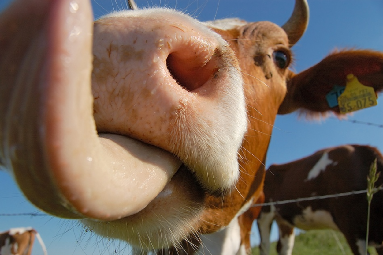 Корова слизала. Корова облизывается. Язык коровы. Корова с высунутым языком. Нос коровы.