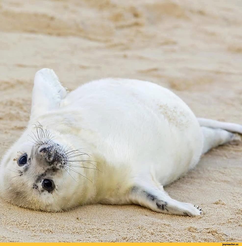 Лежачий тюлень