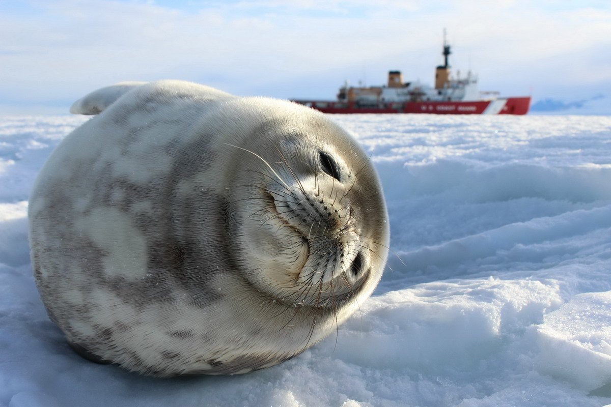 Летающий тюлень
