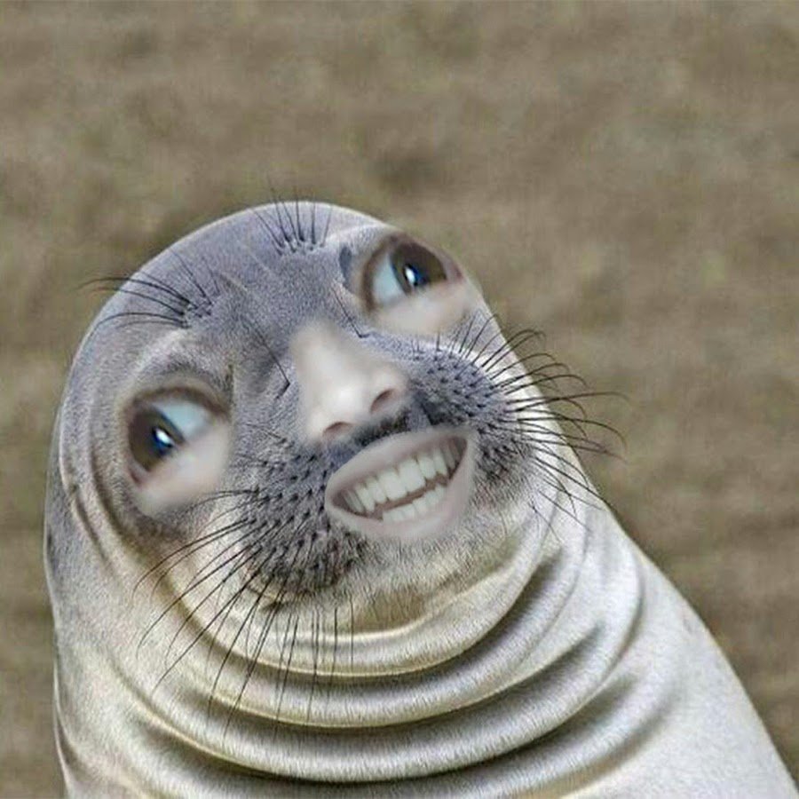 Морской котик смешной