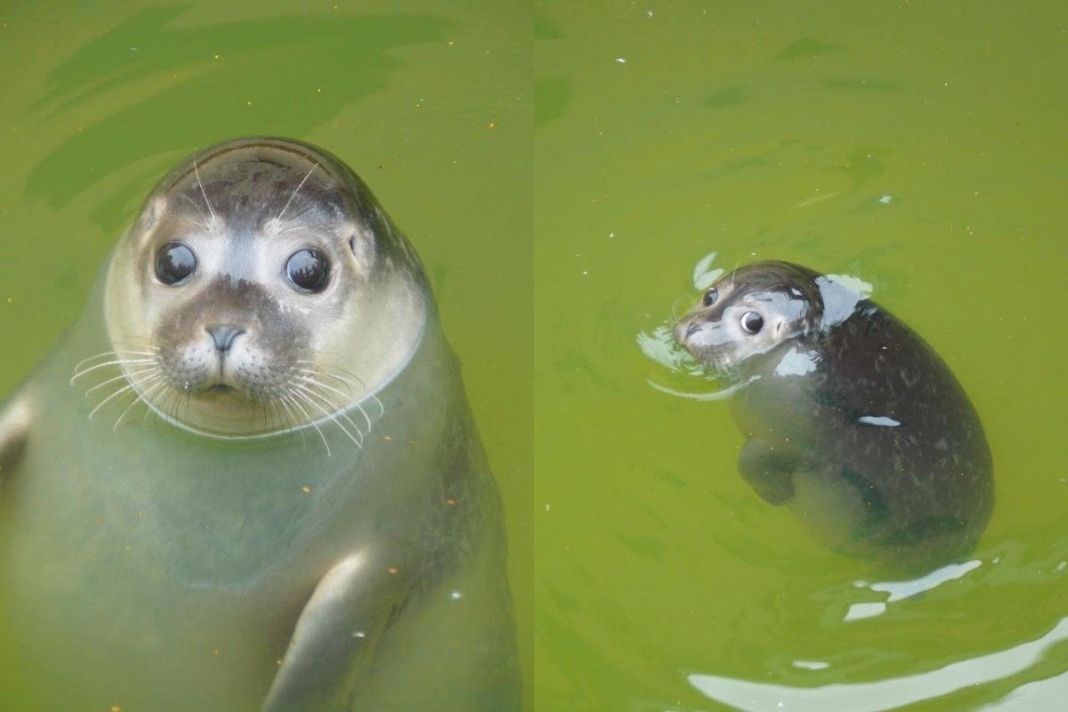 Обиженный тюлень